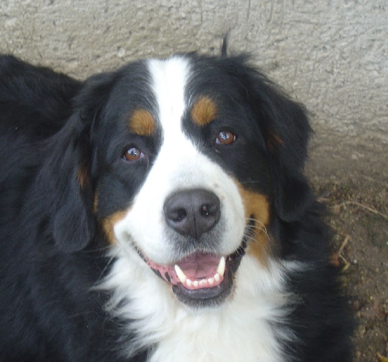 Elya du clos de l'envolée sauvage