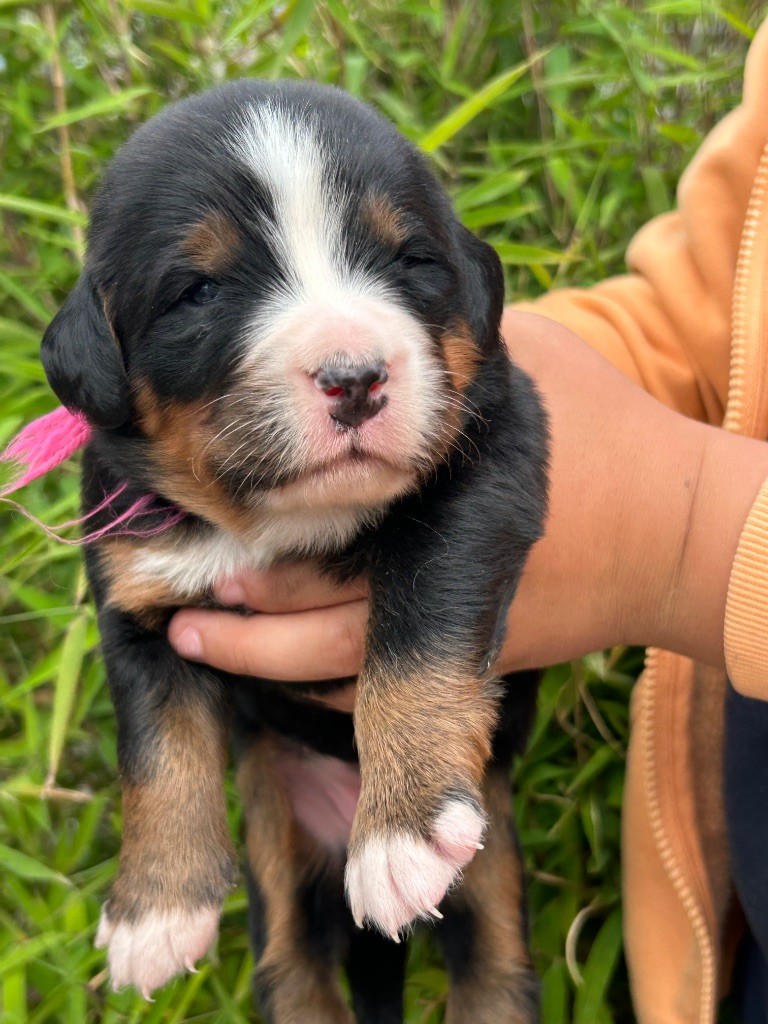 du clos de l'envolée sauvage - Chiots disponibles - Bouvier Bernois