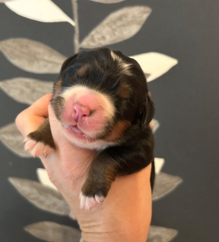 du clos de l'envolée sauvage - Chiots disponibles - Bouvier Bernois