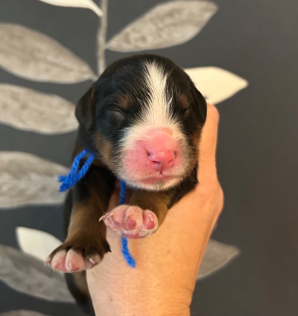 du clos de l'envolée sauvage - Chiots disponibles - Bouvier Bernois