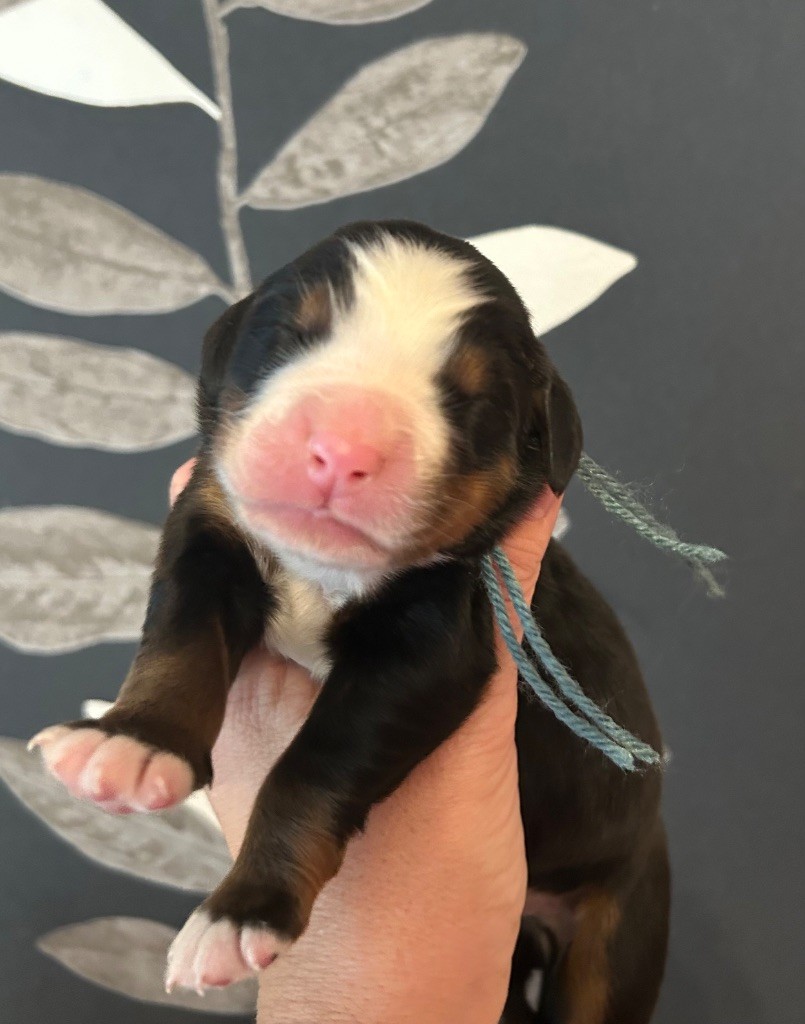 du clos de l'envolée sauvage - Chiots disponibles - Bouvier Bernois