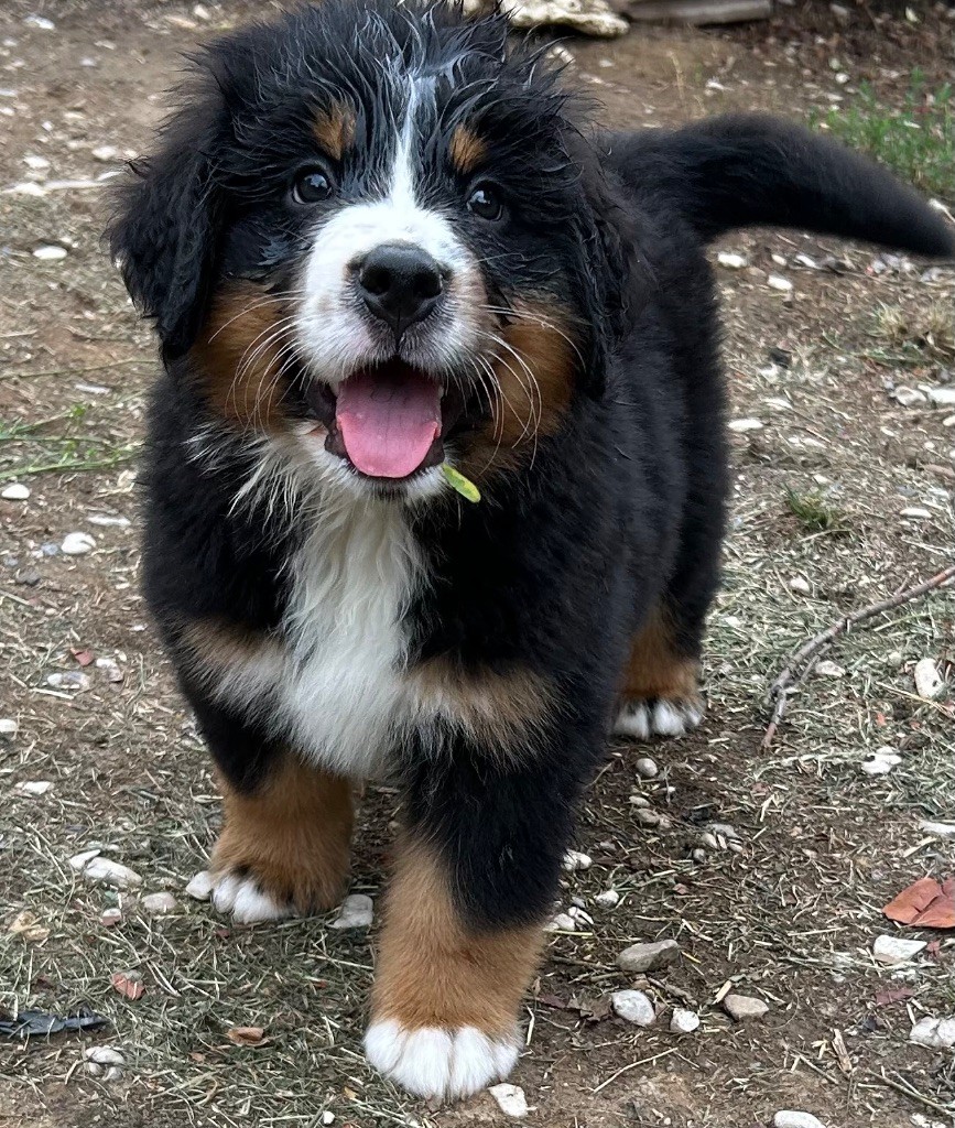 du clos de l'envolée sauvage - Chiots disponibles - Bouvier Bernois