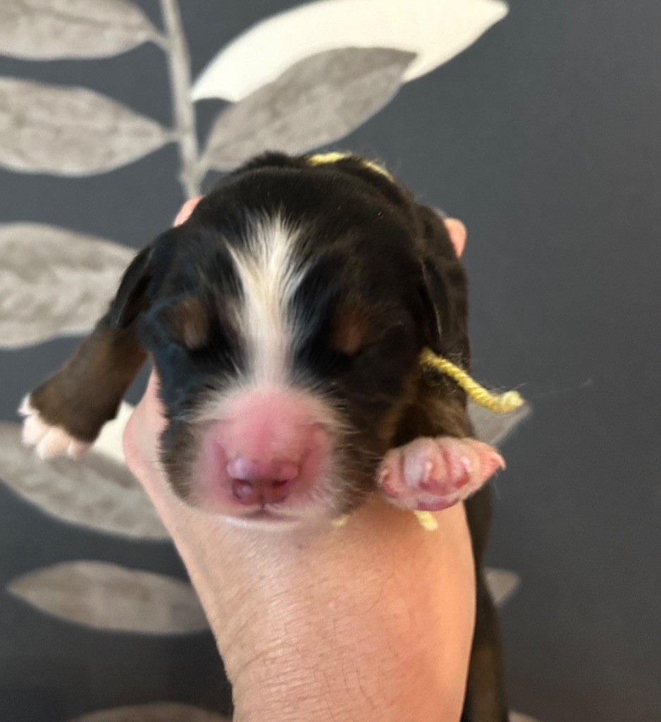 du clos de l'envolée sauvage - Chiots disponibles - Bouvier Bernois