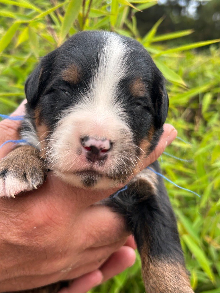 du clos de l'envolée sauvage - Chiots disponibles - Bouvier Bernois