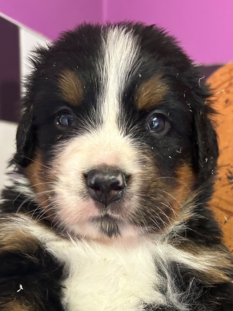 du clos de l'envolée sauvage - Chiots disponibles - Bouvier Bernois