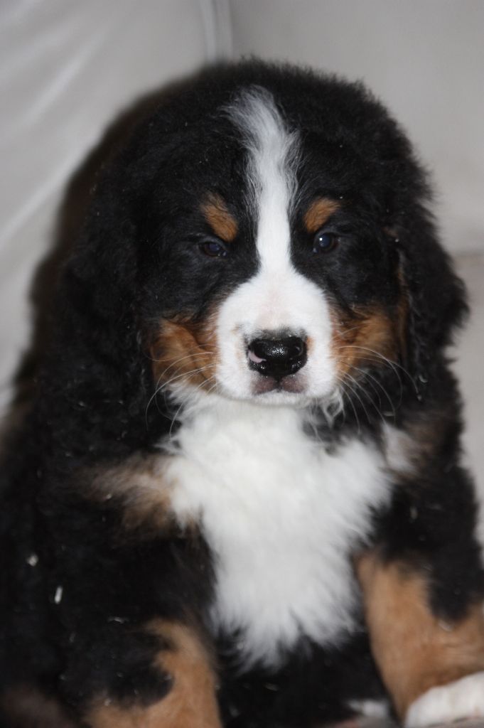 du clos de l'envolée sauvage - Bouvier Bernois - Portée née le 14/01/2018