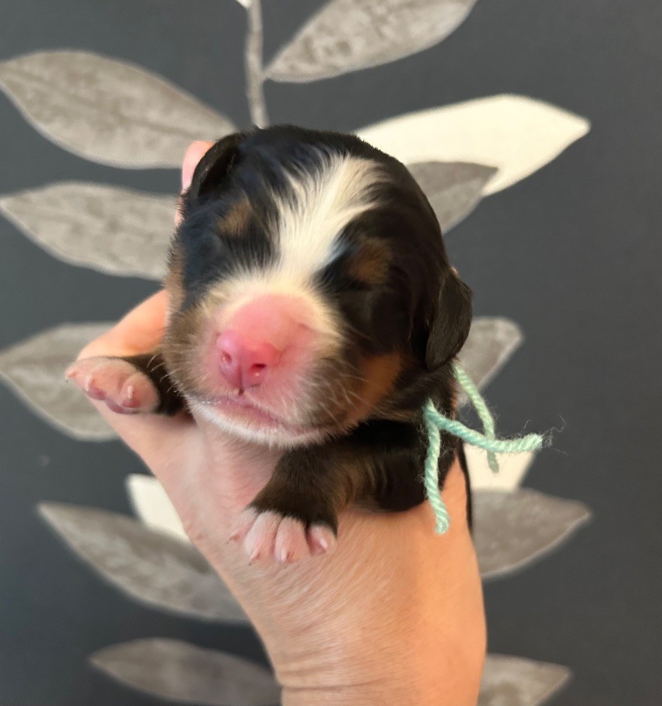 du clos de l'envolée sauvage - Chiots disponibles - Bouvier Bernois