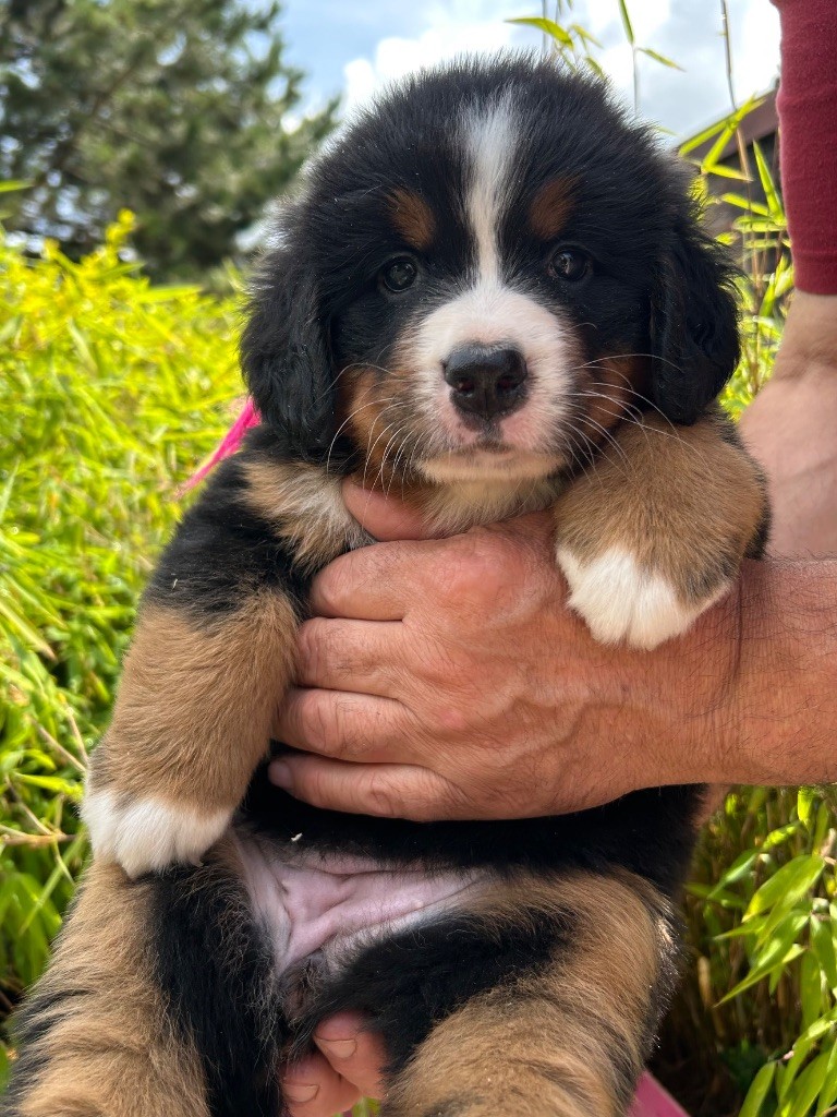 du clos de l'envolée sauvage - Chiots disponibles - Bouvier Bernois