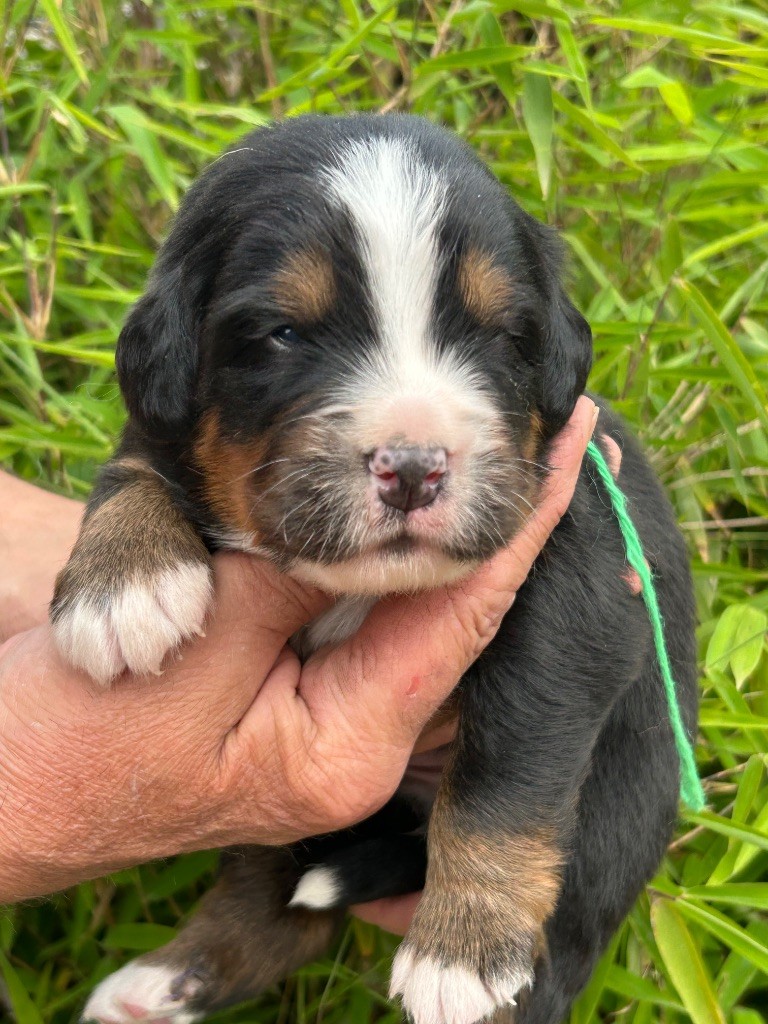 du clos de l'envolée sauvage - Chiots disponibles - Bouvier Bernois