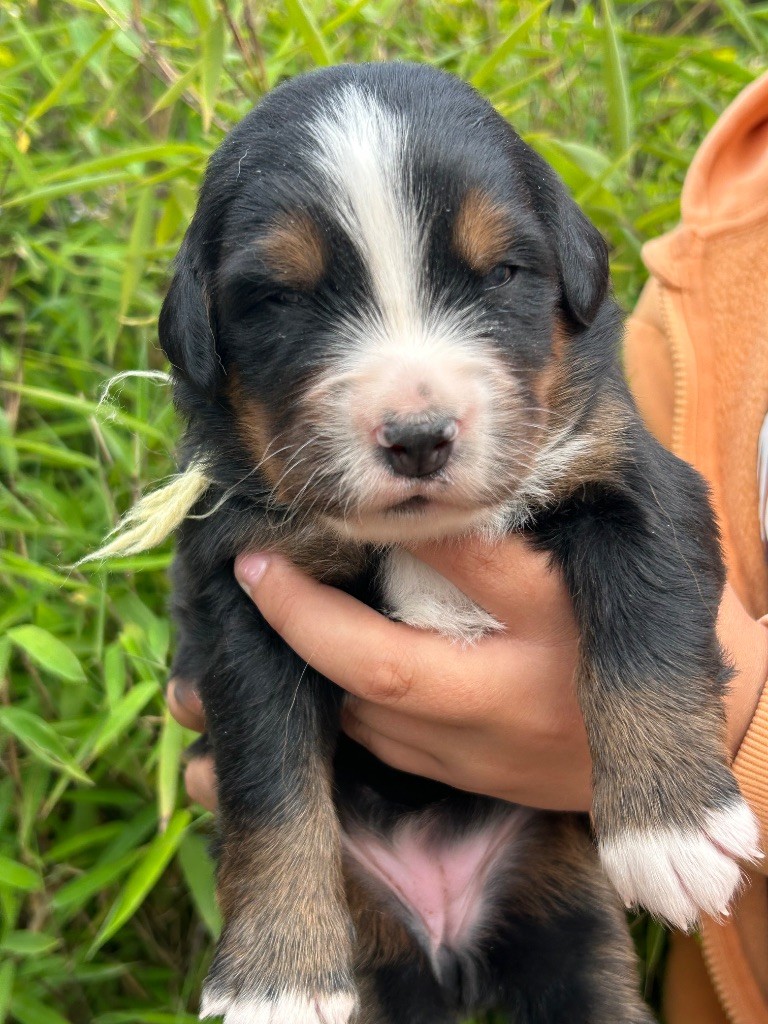 du clos de l'envolée sauvage - Chiots disponibles - Bouvier Bernois