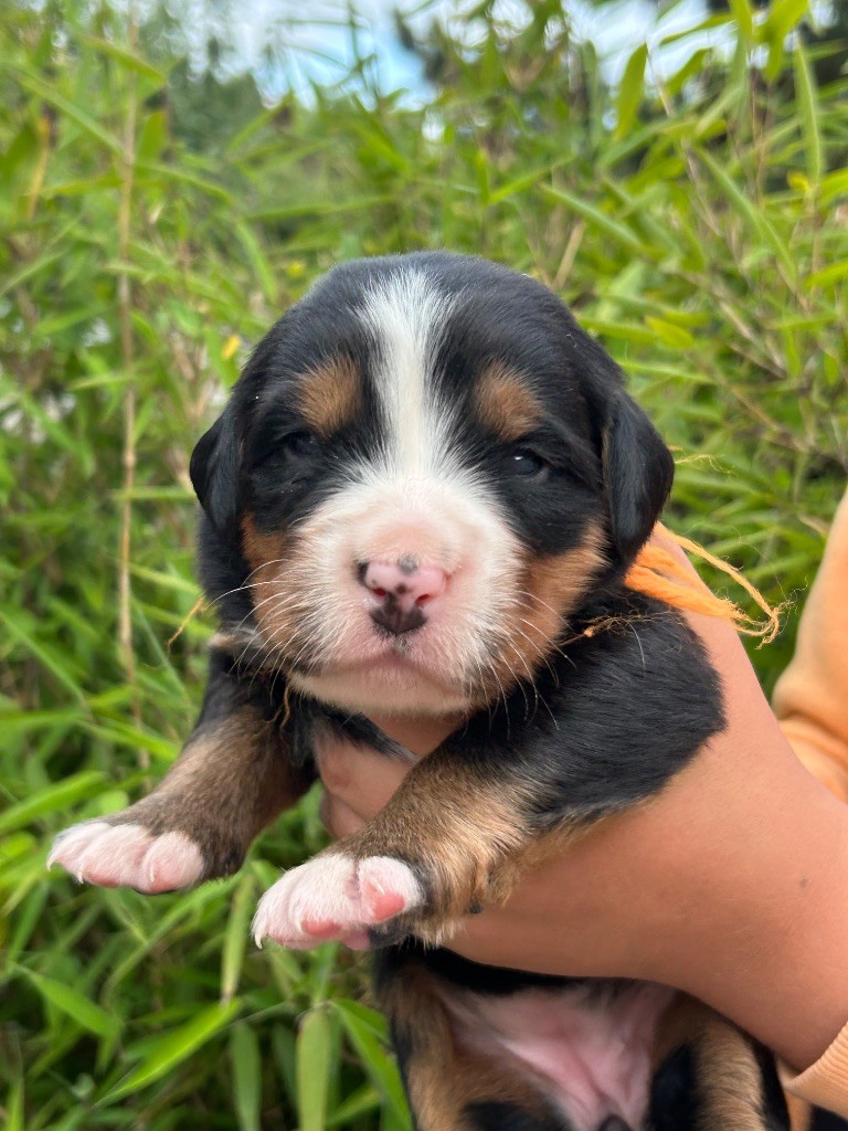 du clos de l'envolée sauvage - Chiots disponibles - Bouvier Bernois