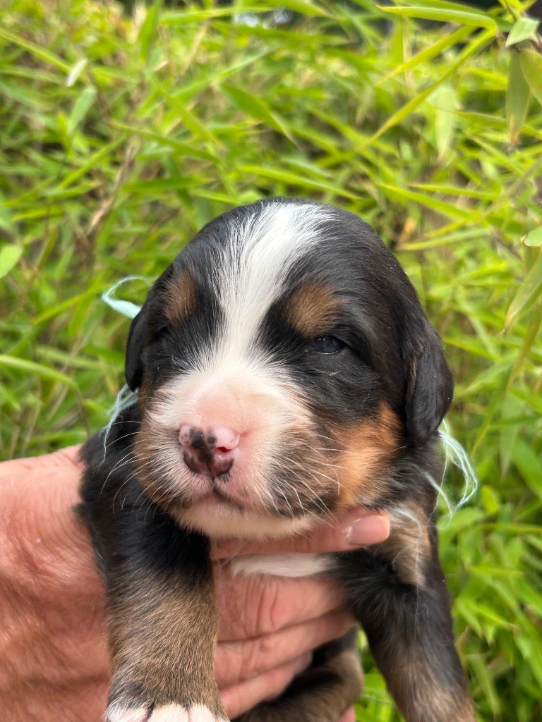 du clos de l'envolée sauvage - Chiots disponibles - Bouvier Bernois