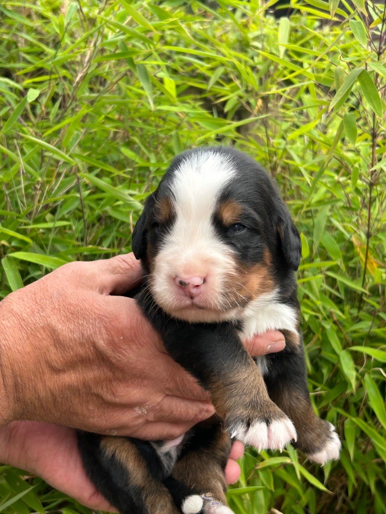 du clos de l'envolée sauvage - Chiots disponibles - Bouvier Bernois