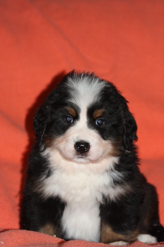 du clos de l'envolée sauvage - Bouvier Bernois - Portée née le 23/10/2017