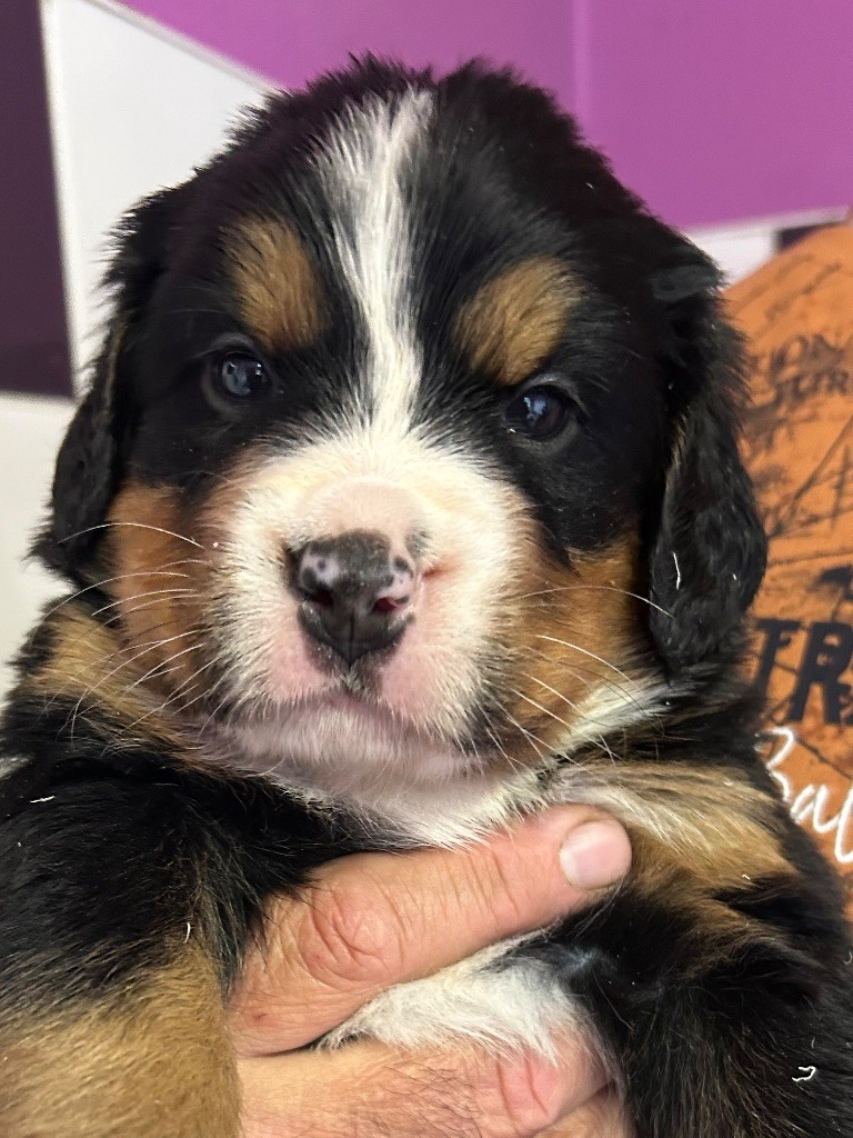 du clos de l'envolée sauvage - Chiots disponibles - Bouvier Bernois