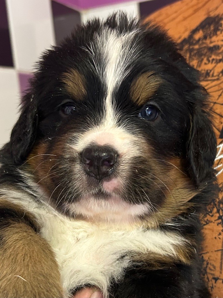 du clos de l'envolée sauvage - Chiots disponibles - Bouvier Bernois