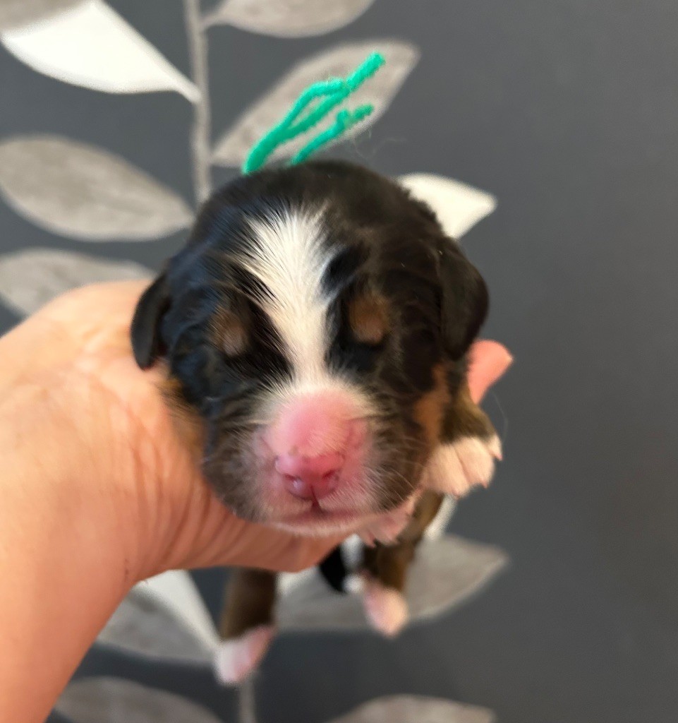 du clos de l'envolée sauvage - Chiots disponibles - Bouvier Bernois