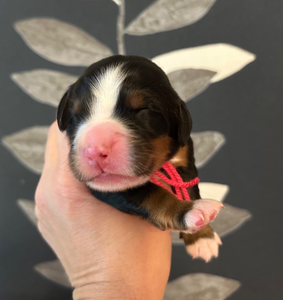 du clos de l'envolée sauvage - Chiots disponibles - Bouvier Bernois
