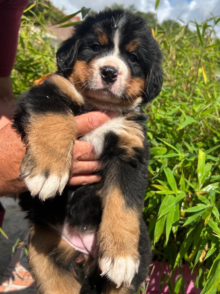 du clos de l'envolée sauvage - Chiots disponibles - Bouvier Bernois