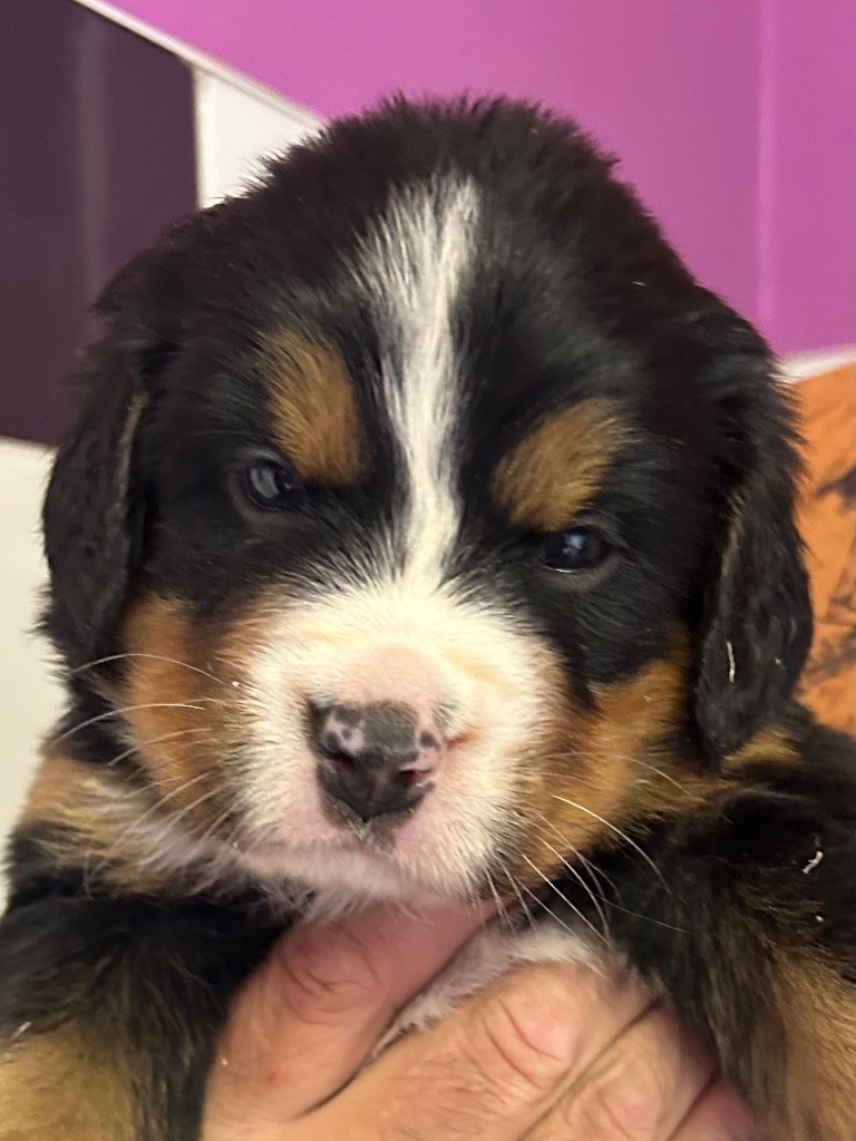 du clos de l'envolée sauvage - Chiots disponibles - Bouvier Bernois